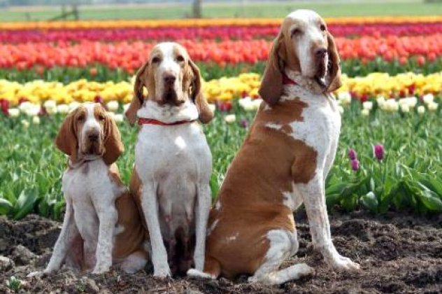 Εσείς γνωρίζατε αυτές τις 10 «άγνωστες» ράτσες σκυλιών; (φωτογραφίες) - Κυρίως Φωτογραφία - Gallery - Video