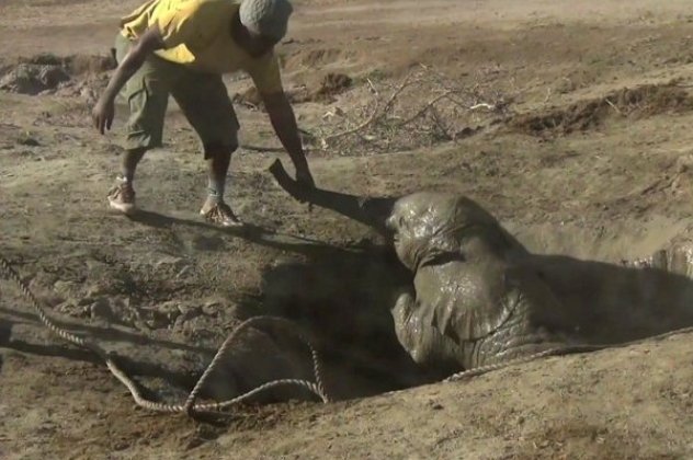 Συγκινητικό βίντεο: Άνθρωποι σώζουν ένα ελεφαντάκι που είχε κολλήσει σε πηγάδι κι εκείνο μόλις βγαίνει τρέχει κατευθείαν στη μαμά του  - Κυρίως Φωτογραφία - Gallery - Video