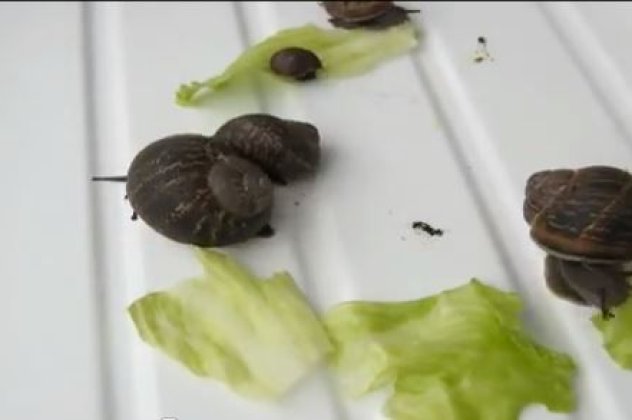 Συναρπαστικό βίντεο: Σαλιγκάρια την ώρα του...φαγητού τους! (βίντεο) - Κυρίως Φωτογραφία - Gallery - Video