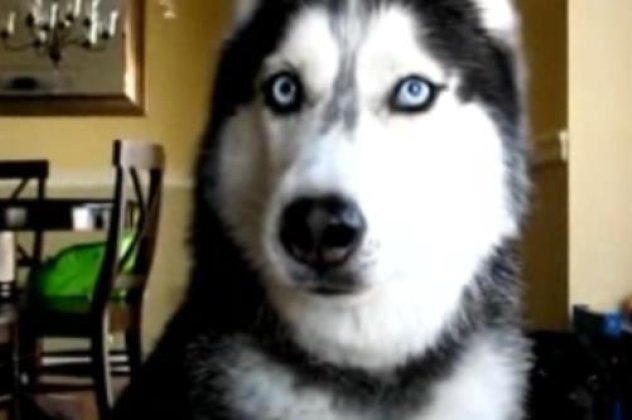 Αυτός ο σκύλος δεν υπάρχει - Λέει ''Ι love you'' στο αφεντικό του και άλλες 11 λέξεις! Μην το χάσετε! (βίντεο) - Κυρίως Φωτογραφία - Gallery - Video
