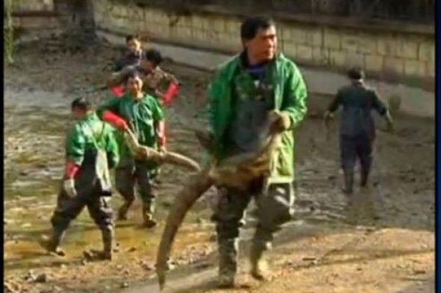 Μετέφεραν 8.000 αλιγάτορες με τα χέρια τους εργάτες σε εσωτερικές δεξαμενές στην Κίνα για να αποφύγουν το κρύο! (βίντεο) - Κυρίως Φωτογραφία - Gallery - Video