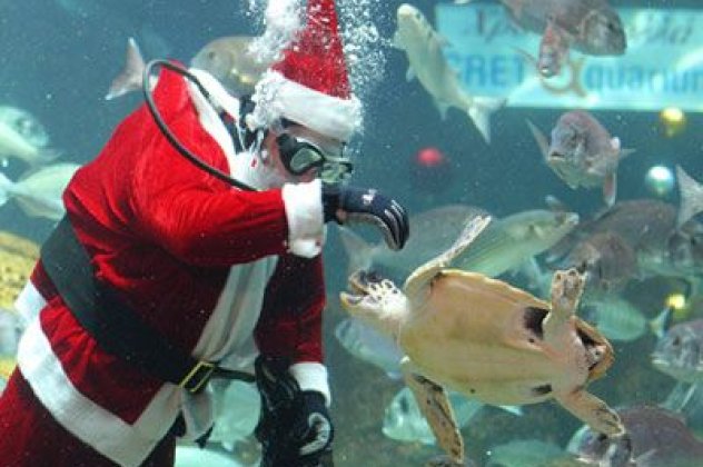 Ο Θαλασσόκοσμος φορά τα γιορτινά του και γιορτάζει τα Χριστούγεννα - Ο Άι Βασίλης βουτάει με τη γοργόνα στο νερό και μοιράζει δώρα!‏ - Κυρίως Φωτογραφία - Gallery - Video