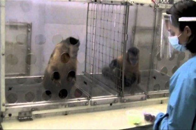 Εκπληκτικό βίντεο: ένα μαϊμουδάκι αντιδρά...εντελώς ανθρώπινα όταν καταλαβαίνει ότι το αδικούν! (βίντεο) - Κυρίως Φωτογραφία - Gallery - Video