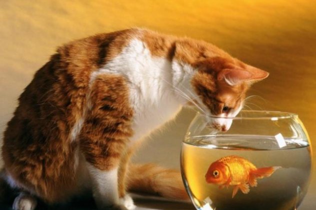 Έγινε διαρρήκτης για να εξασφαλίσει γκουρμέ τροφή για τις 120 γάτες του - Τις τάιζε φρέσκο ψάρι! - Κυρίως Φωτογραφία - Gallery - Video