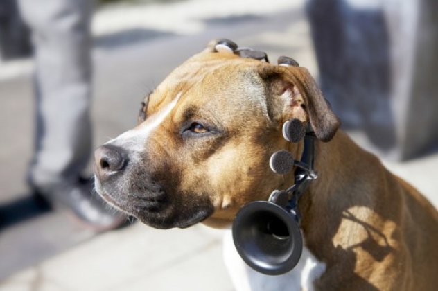 Εκπληκτικό: Συσκευή κάνει τους σκύλους να «μιλούν» (βίντεο) - Κυρίως Φωτογραφία - Gallery - Video