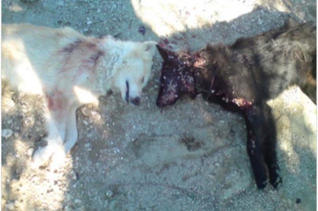 Απανθρωπιά στη Ρόδο: Βοσκοί σκοτώνουν τους σκύλους στον Αρχάγγελο  - Κυρίως Φωτογραφία - Gallery - Video