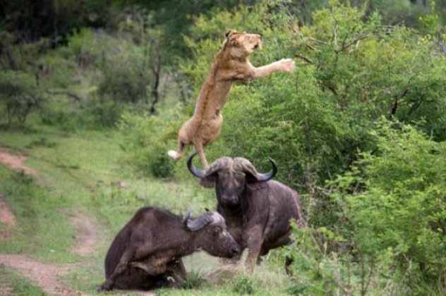 Βουβάλια Vs Λιονταριών, σημειώσατε 1! Δείτε βουβάλια να εκτοξεύουν λιοντάρι στον αέρα σε ύψος 5 μέτρων! (βίντεο & φωτογραφίες) - Κυρίως Φωτογραφία - Gallery - Video