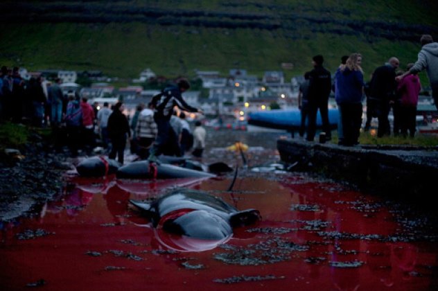Η σφαγή των φαλαινών στα νησιά Φερόε από τον φακό του φωτογράφου Benjamin Rasmussen-Κόκκινη βάφτηκε η θάλασσα (φωτό)   - Κυρίως Φωτογραφία - Gallery - Video