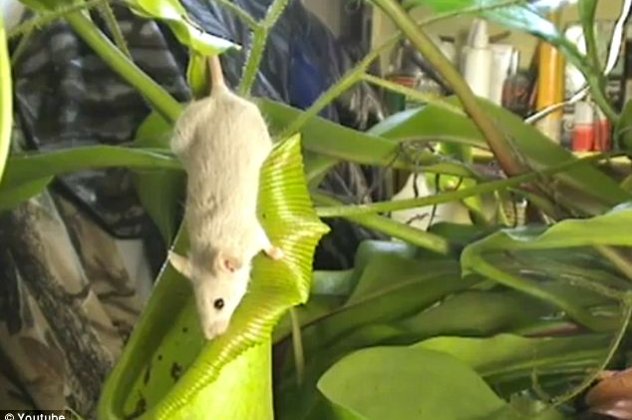 Nepenthes spathulata - Το φυτό... δολοφόνος που τρώει και χωνεύει ποντίκια και αρουραίους! Δείτε πως παγιδεύει ένα ποντίκι! (βίντεο) - Κυρίως Φωτογραφία - Gallery - Video