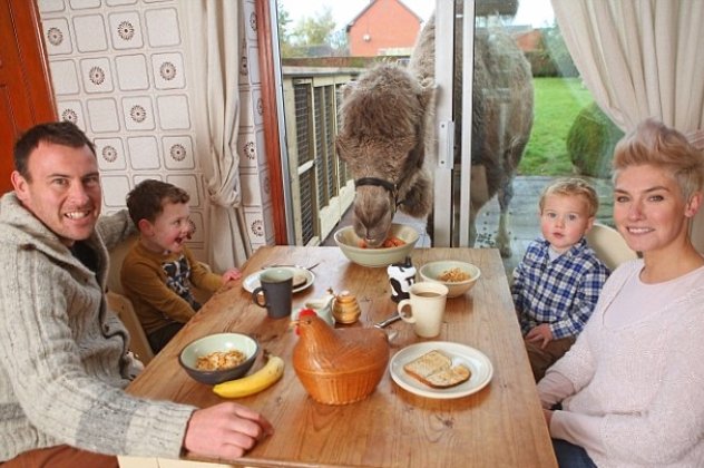 Απίστευτο: Απολαμβάνουν το πρωινό γεύμα μαζί με την αγαπημένη τους καμήλα! (φωτό) - Κυρίως Φωτογραφία - Gallery - Video