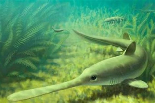 Αυτός είναι ο αρχαίος καρχαρο...ξιφίας που ζούσε πριν 310 εκατ. χρόνια  - Κυρίως Φωτογραφία - Gallery - Video