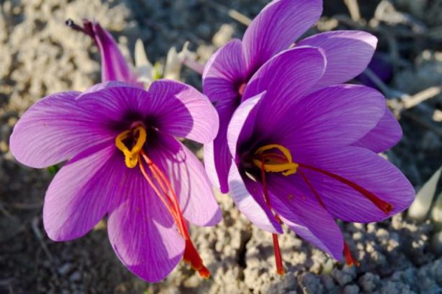 Good news: Κινέζοι επενδυτές ενδιαφέρονται για τον Κρόκο Κοζάνης - Το ''χρυσάφι'' με τα μωβ λουλούδια της Κοζανίτικης γης θεωρείται από τα καλύτερα στον κόσμο! (φωτό - βίντεο)  - Κυρίως Φωτογραφία - Gallery - Video