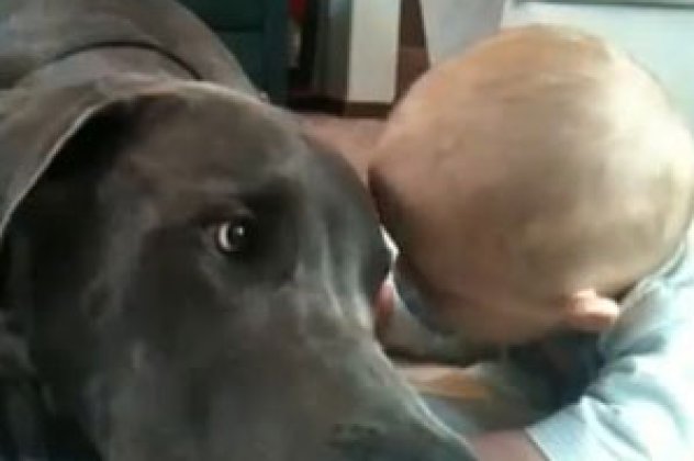 Το βίντεο της ημέρας: Ένας τεράστιος σκύλος αγκαλιάζεται με ένα μωράκι! - Κυρίως Φωτογραφία - Gallery - Video