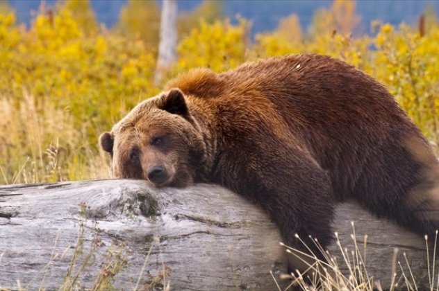Η «πολική δίνη» με τους πολλούς «μείον» στην Αμερική ξύπνησε αρκούδες στη... Σκανδιναβία! - Κυρίως Φωτογραφία - Gallery - Video