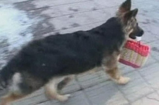 Απίστευτο βίντεο! Σκύλος πάει μόνος του για ψώνια βοηθώντας το αφεντικό του, αποδεικνύοντας πως πράγματι είναι ο καλύτερός φίλος του ανθρώπου! - Κυρίως Φωτογραφία - Gallery - Video