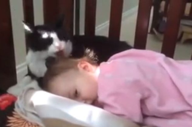 Μάνα είναι μόνο μία ακόμη κι αν είναι γάτα: Δείτε το απίστευτο βίντεο με μια γάτα να κάνει...«μπάνιο» ένα κοριτσάκι ενός έτους (βίντεο) - Κυρίως Φωτογραφία - Gallery - Video