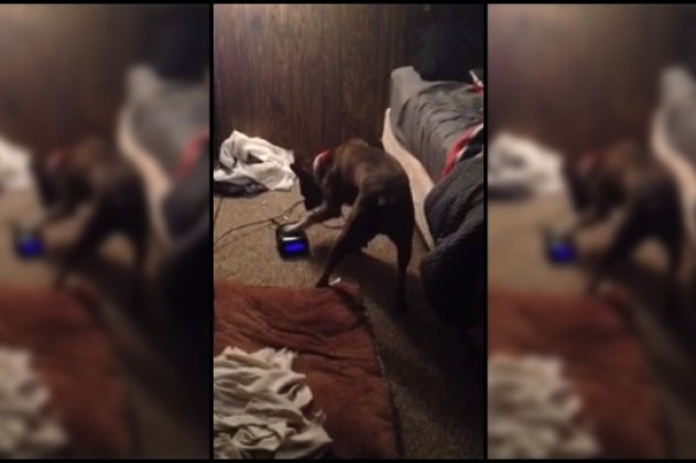 Απίστευτος σκύλος, κλείνει το ξυπνητήρι του αφεντικού του επειδή τον ενοχλεί (βίντεο) - Κυρίως Φωτογραφία - Gallery - Video