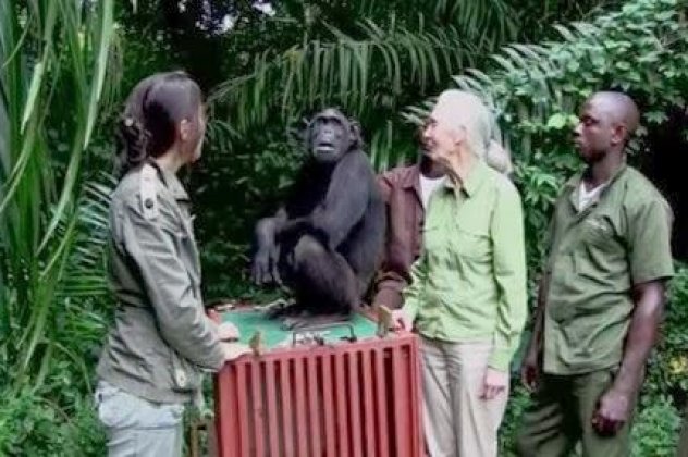 Πόσο συγκινητικό: Απίστευτη χειρονομία ενός θηλυκού χιμπατζή για να ευχαριστήσει τη γυναίκα που την έσωσε-Δείτε το βίντεο για να  καταλάβετε το μεγαλείο του ζωικού βασιλείου - Κυρίως Φωτογραφία - Gallery - Video