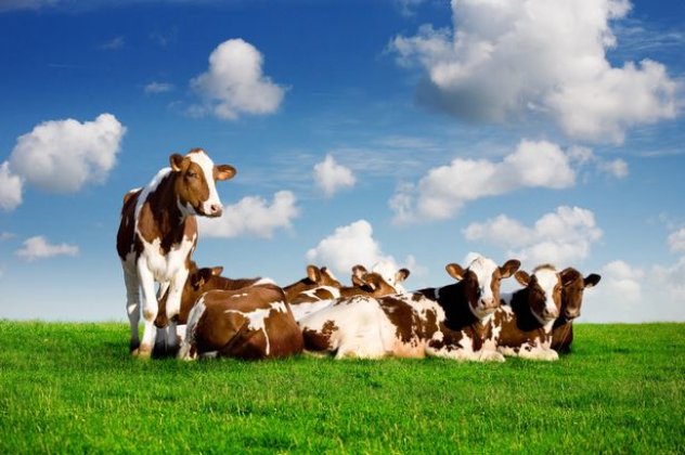 Μεγάλο Smileee: Αγελάδες που... πέρδονταν προκάλεσαν έκρηξη σε μονάδα εκτροφής στη Γερμανία! Χαχα! - Κυρίως Φωτογραφία - Gallery - Video