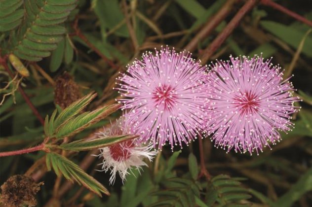 Mimosa pudica: Μιμόζα η αισχυντηλή η ντροπαλή δηλαδή: Το «έξυπνο» φυτό που μαθαίνει και θυμάται!‏  - Κυρίως Φωτογραφία - Gallery - Video