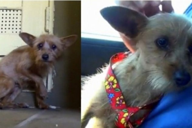 Πως η αγάπη και η φροντίδα άλλαξαν ένα εγκαταλελειμμένο σκύλο - Συγκινητικό βίντεο! - Κυρίως Φωτογραφία - Gallery - Video
