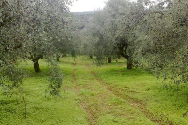 Μεσσηνία: Πρώτη στο λάδι! 38% της συνολικής παραγωγής στην χώρα - Κυρίως Φωτογραφία - Gallery - Video