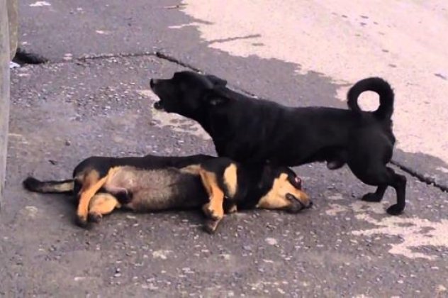 Τόσο τραγικό αλλά τόσο «ανθρώπινο»: Ένα σκυλάκι κάνει τα πάντα για να επαναφέρει στη ζωή τον νεκρό «φίλο» του (βίντεο) - Κυρίως Φωτογραφία - Gallery - Video