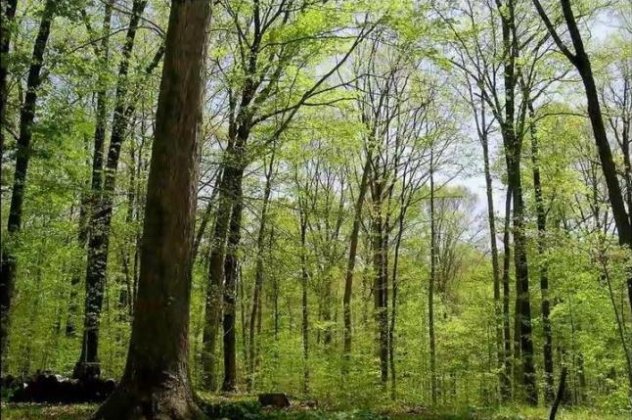 40.000 φωτογραφίες με τις αλλαγές ενός δάσους στις 4 εποχές του χρόνου, σε ένα εκπληκτικό βίντεο - Κυρίως Φωτογραφία - Gallery - Video