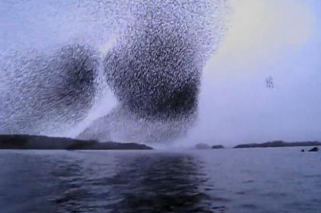 Εκπληκτικό βίντεο - Το πιο εντυπωσιακό θέαμα που έχετε δει ποτέ με χιλιάδες ψαρόνια να... χορεύουν στον γαλάζιο ουρανό! (βίντεο)   - Κυρίως Φωτογραφία - Gallery - Video