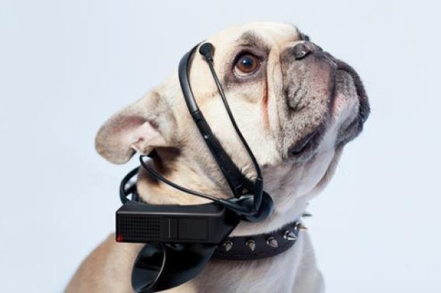 No More Woof: H νέα συσκευή που μπορεί να διαβάσει τη σκέψη του σκύλου σας! (βίντεο)‏  - Κυρίως Φωτογραφία - Gallery - Video