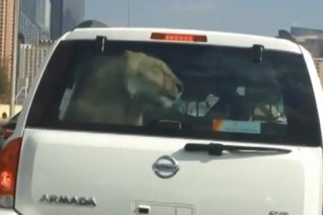 Απίστευτο βίντεο από το Ντουμπάι - Έβγαλε βόλτα με το αυτοκίνητο το ''κατοικίδιο'' λιοντάρι του - Μάλλον τους πειράζει η πολύ ζέστη εκεί κάτω! (βίντεο) - Κυρίως Φωτογραφία - Gallery - Video