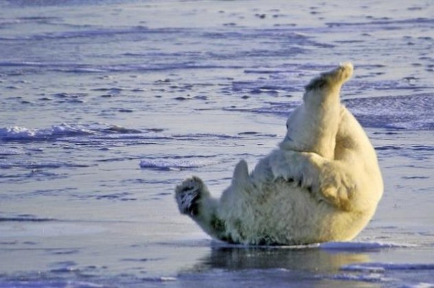 Smile: Δείτε την πολική αρκούδα που κάνει… στρέτσινγκ στα χιόνια για να μην πιαστεί! (φωτό) - Κυρίως Φωτογραφία - Gallery - Video
