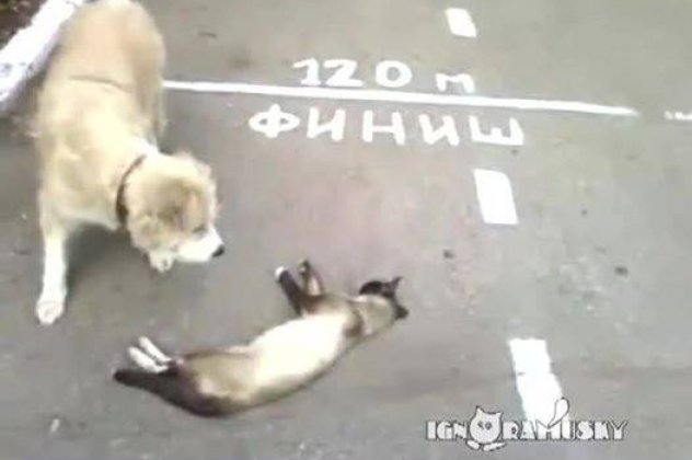Χαχαχα - Τον ψόφιο... κοριό παριστάνει γάτα για να γλυτώσει από τον σκύλο! (βίντεο) - Κυρίως Φωτογραφία - Gallery - Video