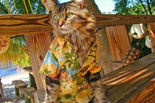 Smile: Αυτή η γάτα μοντέλο που ποζάρει σε editorial μόδας θα σας ξεκάνει στα γέλια! Κουκλίτσα ακόμη και σε στυλ Τσε‏! (φωτό)  - Κυρίως Φωτογραφία - Gallery - Video