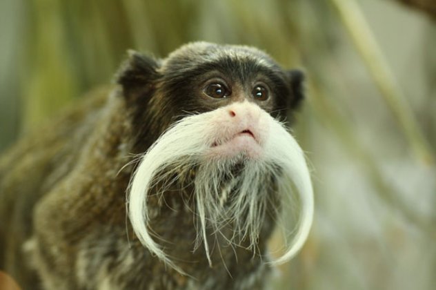Smile: Αυτός είναι ο...μουστακαλής πίθηκος που ζει στα δάση του Αμαζονίου (φωτογραφίες) - Κυρίως Φωτογραφία - Gallery - Video