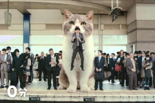 Smile: Έλα παιδιά πάμε ένα βίντεο για γέλια: γάτα - γίγας πάει παντού τον... ανύποπτο Γιαπωνέζο που υπομένει καρτερικά... (βίντεο)  - Κυρίως Φωτογραφία - Gallery - Video