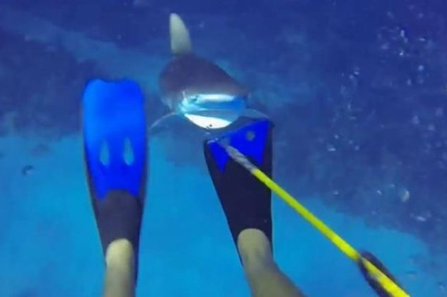 Εφιάλτης στον βυθό για δύτη που γλίτωσε από τα σαγόνια καρχαρία χάρη στο καμάκι του (βίντεο) - Κυρίως Φωτογραφία - Gallery - Video