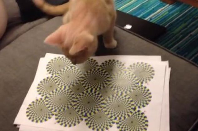 Χαχαχα - Η αντίδραση της γάτας δεν διαφέρει από αυτήν του ανθρώπου όταν αντιληφθεί μια οφθαλμαπάτη! (βίντεο) - Κυρίως Φωτογραφία - Gallery - Video