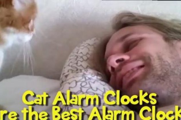 Μην ψάχνετε άδικα για ξυπνητήρια: Δείτε αυτές τις απίθανες γάτες που παίζουν άριστα το ρόλο αυτό και δεν αφήνουν τους ιδιοκτήτες τους να τους πάρει ο ύπνος! (βίντεο) - Κυρίως Φωτογραφία - Gallery - Video