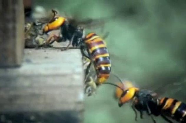 Και τώρα ένα βίντεο που όμοιό του δεν έχετε ξαναδεί! Η φρικαλεότητα και η ωμή βία της φύσης σε όλο της το μεγαλείο... 30 σφήκες κατασπαράζουν, σκοτώνουν και αποκεφαλίζουν... 30.000 μέλισσες!  - Κυρίως Φωτογραφία - Gallery - Video