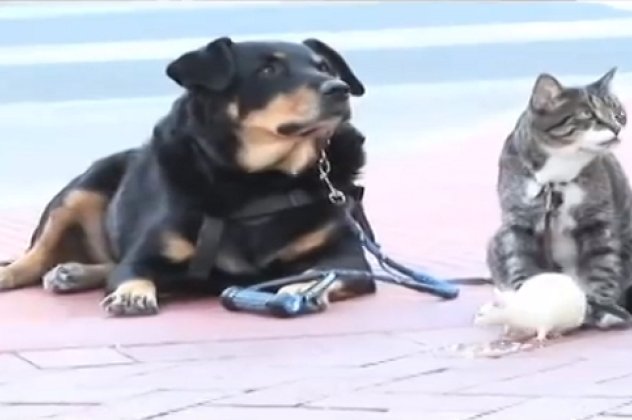 Smile: Μια απίθανη κοινή βόλτα ενός σκύλου, μιας γάτας κι ενός αρουραίου!! Aπολαύστε το βίντεο - Κυρίως Φωτογραφία - Gallery - Video