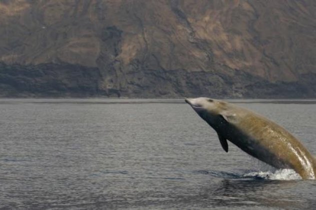 Ζίφιος - Αυτή είναι η φάλαινα που σπάει το παγκόσμιο ρεκόρ κατάδυσης - κρατά την αναπνοή της 137 λεπτά! (φωτό - βίντεο) - Κυρίως Φωτογραφία - Gallery - Video