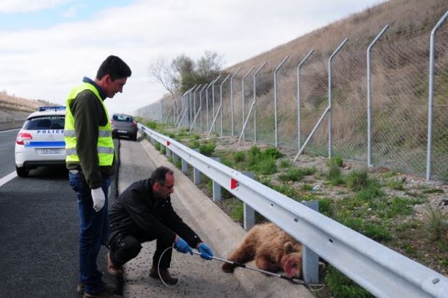 Η πρώτη νεκρή αρκούδα για το 2014 στην Εγνατία-Προσπάθησε να διασχίσει το δρόμο και χτυπήθηκε από αυτοκίνητο...(φωτό & βίντεο) - Κυρίως Φωτογραφία - Gallery - Video
