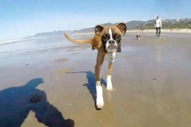 Το συγκινητικό βίντεο που έχει 2,5 εκατομμύρια views ως τώρα: Αυτός ο σκύλος γεννήθηκε με δύο μόνο πόδια, αλλά τρέχει και χαίρεται τη ζωή χωρίς να το βάζει κάτω!  - Κυρίως Φωτογραφία - Gallery - Video