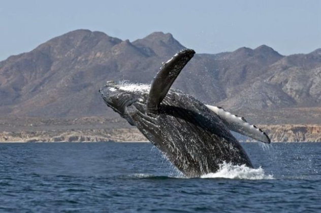 Το βίντεο της ημέρας - Στο Καστρί Κερατόκαμπου του Ηρακλείου ένας... τολμηρός έσωσε μία νεαρή φάλαινα! - Κυρίως Φωτογραφία - Gallery - Video