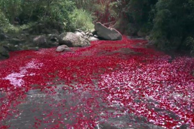 Εντυπωσιακό: Πανδαισία χρωμάτων με τα 8 εκατ. ροδοπέταλα που χρησιμοποίησε η Sony για να διαφημίσει το νέο μοντέλο τηλεόρασης (βίντεο) - Κυρίως Φωτογραφία - Gallery - Video