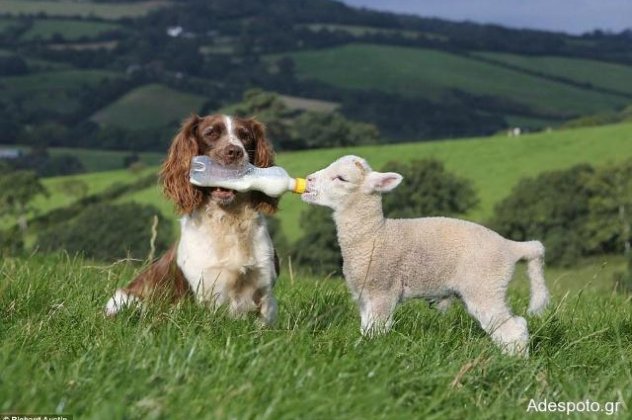 Τέτοια βίντεο σπάνια συναντάει κανείς - Σκύλος ταίζει με μπιμπερό ένα πρόβατο!   - Κυρίως Φωτογραφία - Gallery - Video