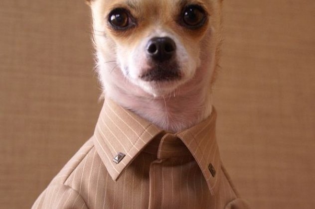 Smile: Ένας γλυκούλης σκύλος ντύνεται σαν μοντέλο στην πασαρέλα! (φωτό)  - Κυρίως Φωτογραφία - Gallery - Video