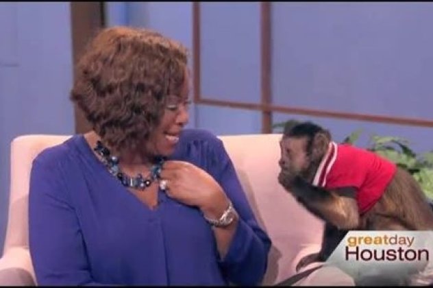 Χαχαχα - Την πάτησε η Deborah Duncan παρουσιάστρια του ''Great Day Houston'' από τον Γουίλσον μια χαριτωμένη μαϊμού! Την... χτύπησε για να πάρει το φαγητό του! (βίντεο) - Κυρίως Φωτογραφία - Gallery - Video