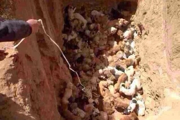 Κτηνωδία στην Κίνα: Έθαψαν ζωντανά πάνω από 100 αδέσποτα κουταβάκια!  - Κυρίως Φωτογραφία - Gallery - Video